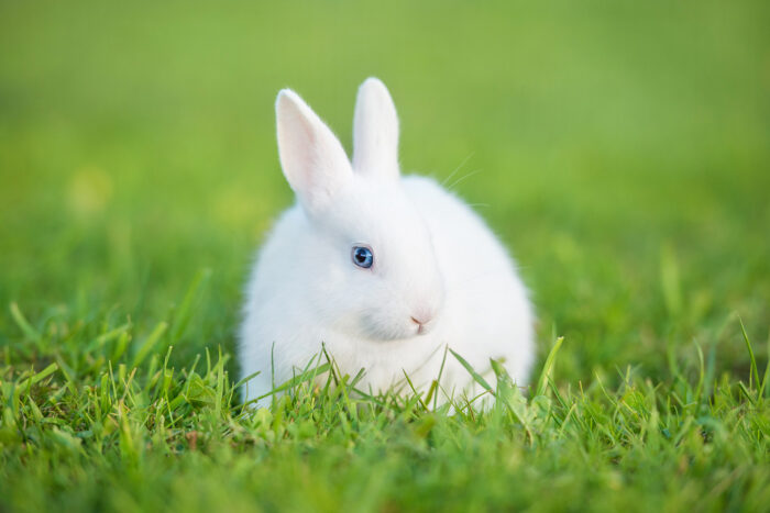 Keeping rabbits cool in summer