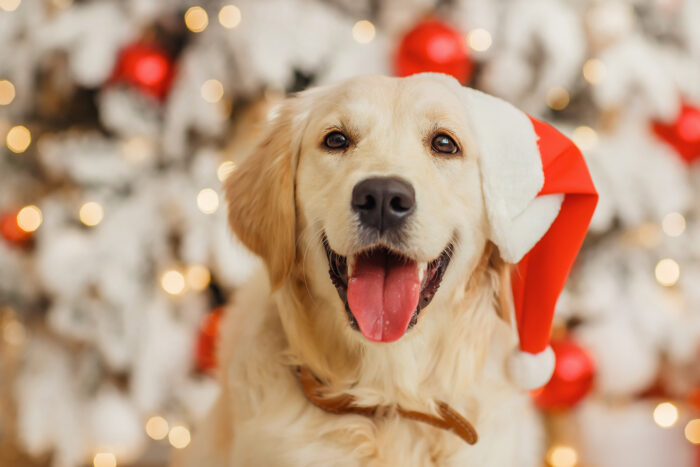 Christmas hazards for pets