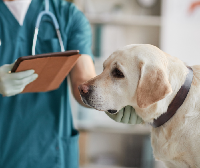 What is pancreatitis in dogs and cats?