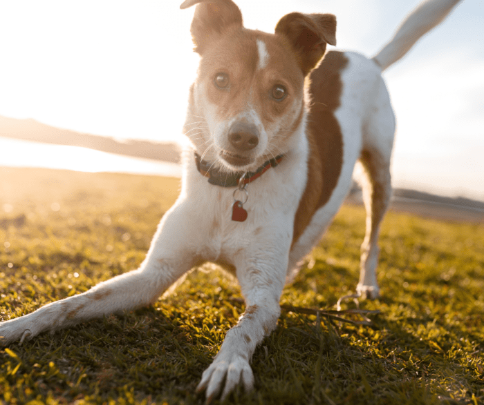 How To Travel With Your Dog: 12 Essential Steps For a Pawsome Trip
