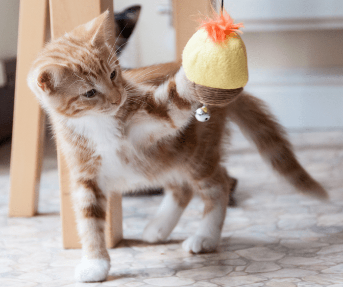 FIV Testing Explained: What It Means for Your Cat’s Health and Future