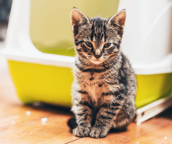 5 Essential Benefits of In-House FeLV Testing: Get Fast Results When Your Cat Needs Them Most