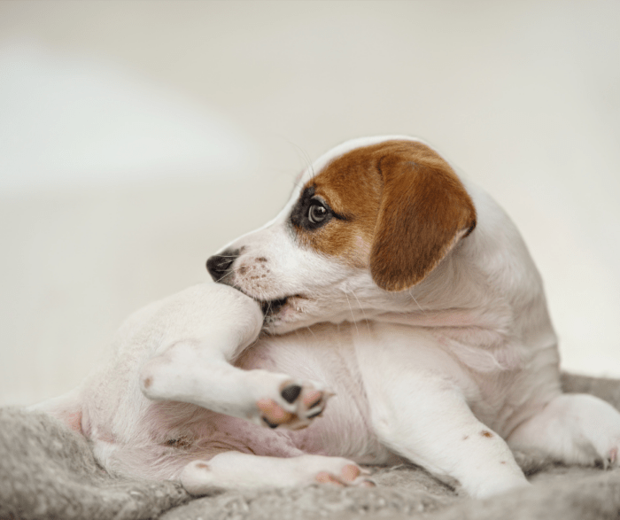 How to Treat Mange in Dogs: 7 Worrying Symptoms And Treatment