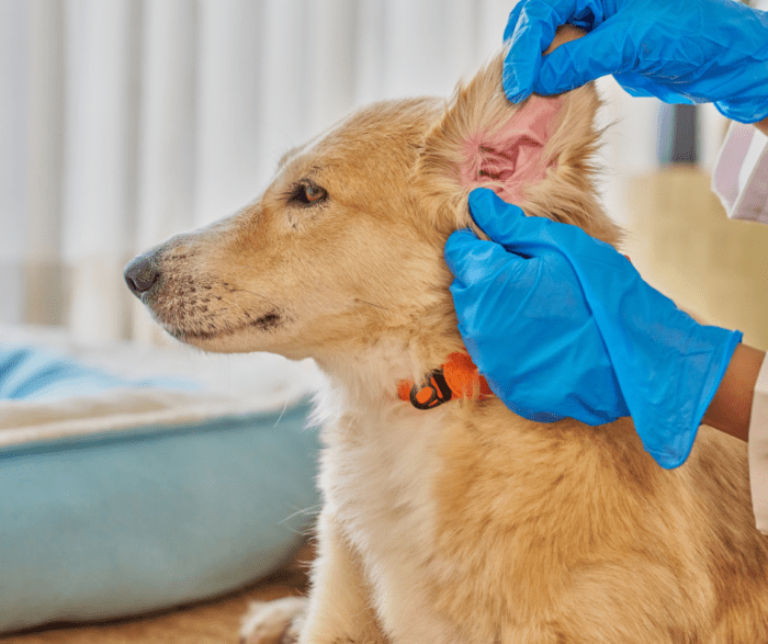 Ear Infections in Dogs: Why They Happen and How Vets Treat Them