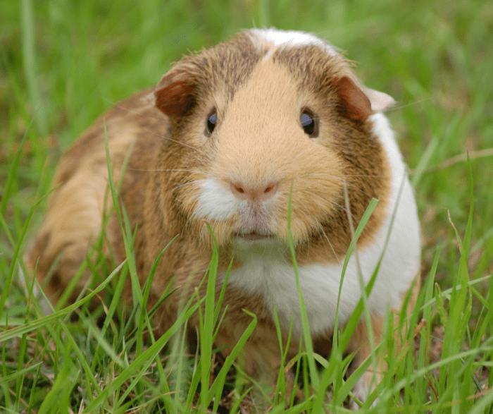 Guinea Pig Health Checks: 5 Common Problems and When to See a Vet