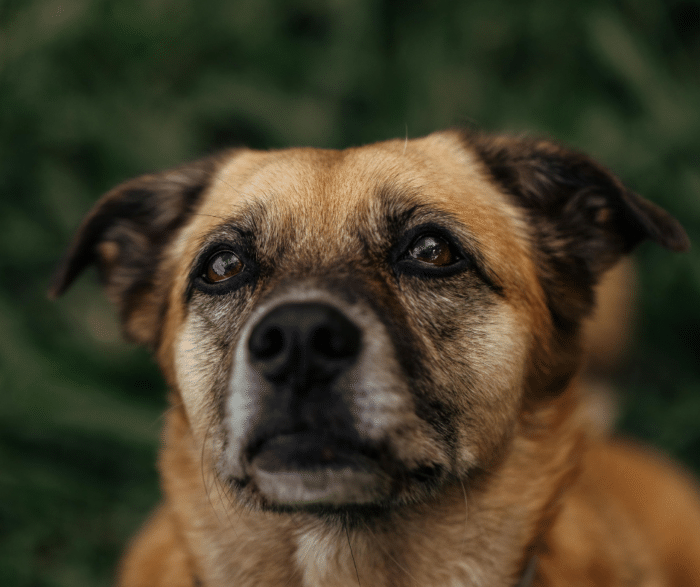 Cushing’s Disease In Dogs Explained: Causes, Testing, and Treatment Options