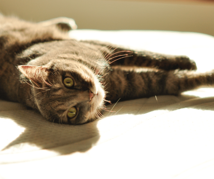 Tooth Extractions in Dogs and Cats: When They’re Needed and How Recovery Works