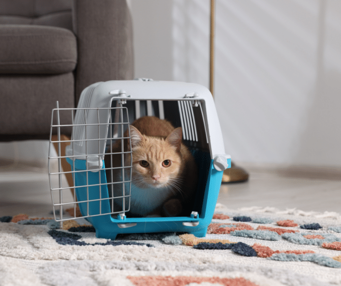 How to Make Vet Visits Less Stressful for Your Cat: 5 Important Tips