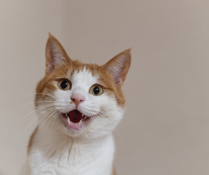 10 Essential Cat Dental Cleaning Tips: An Ultimate Pawsome Guide to a Healthy Mouth