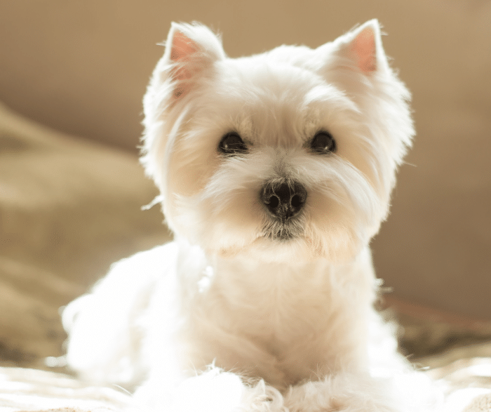 What Is Addison’s Disease? A Vet’s Guide to Diagnosis and Treatment